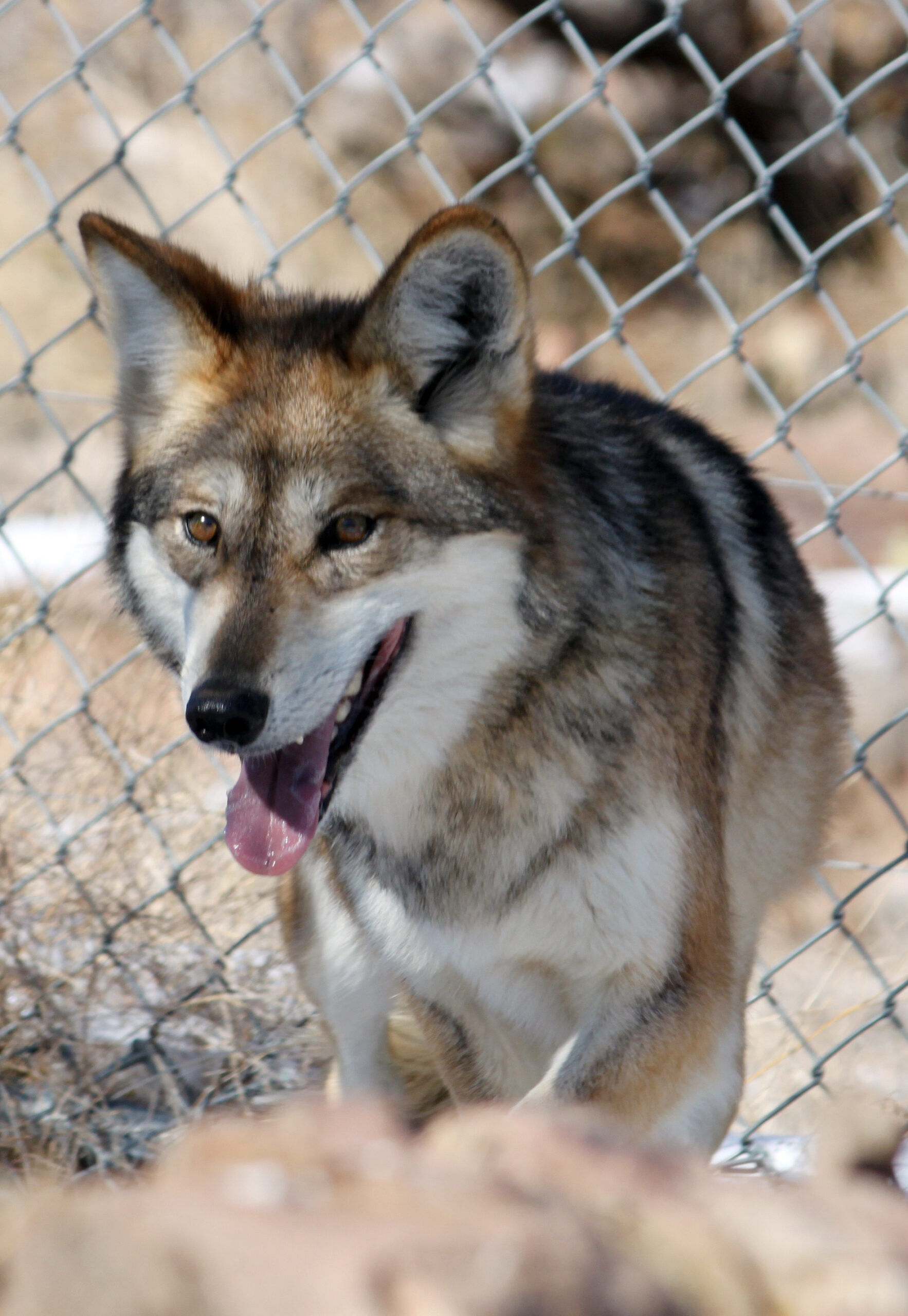 Montana to sue over federal wolverine delisting