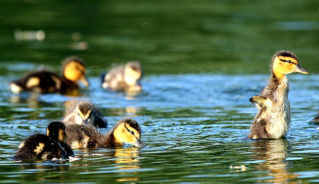 Duck-killing Parasites Infest Lincoln Memorial's Iconic Pool 