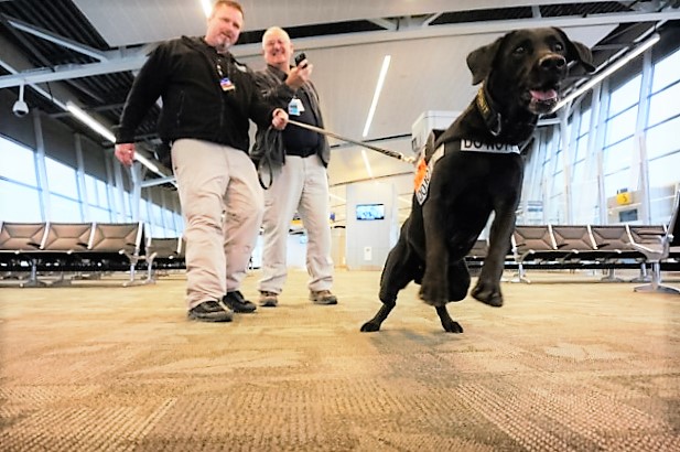 Tsa pointy 2024 ear dogs