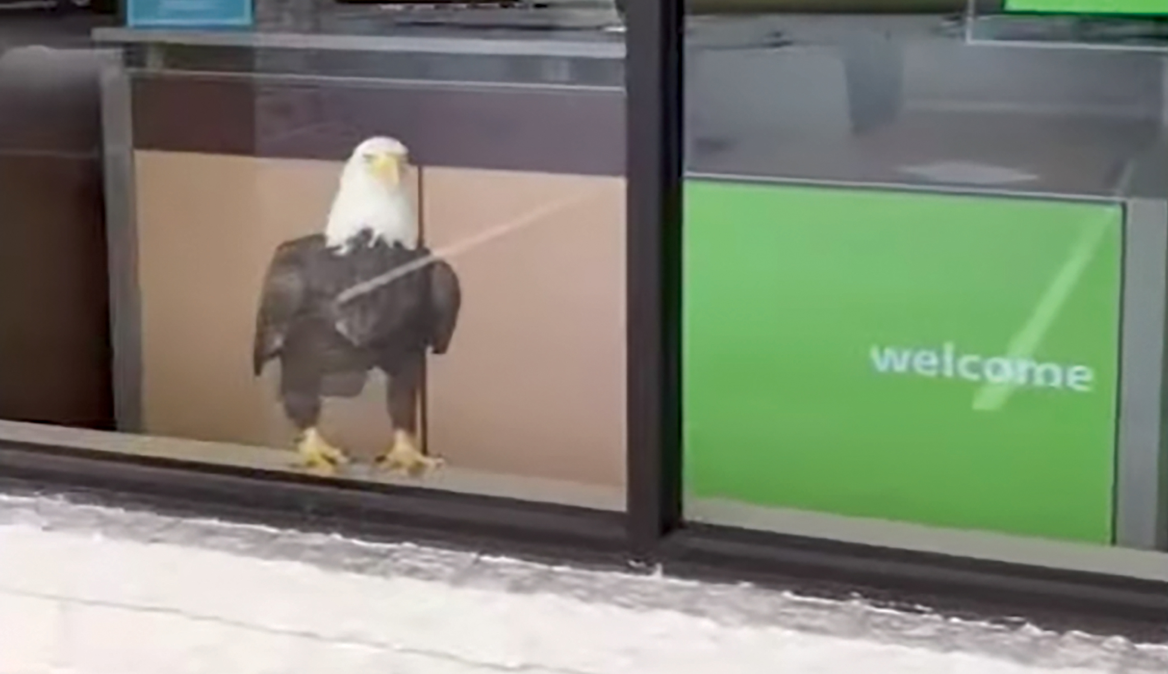 Bald eagle lands on fans after national anthem flyover at Cotton Bowl