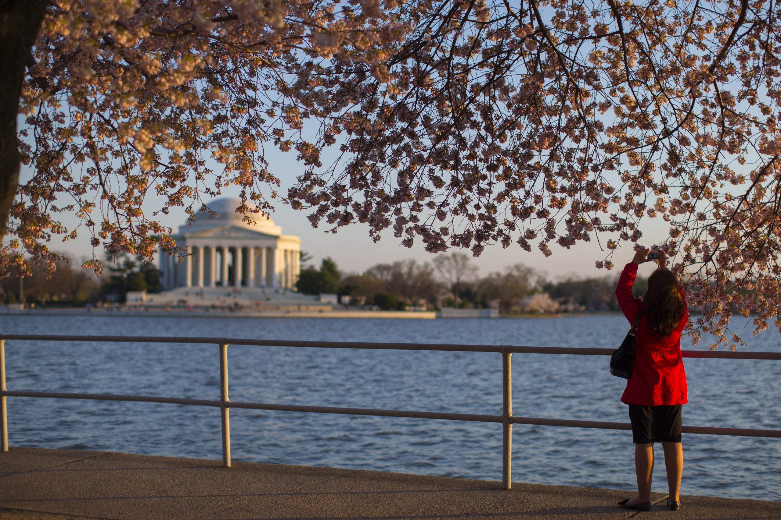 Cherry blossoms reach peak bloom on target in DC Washington Examiner