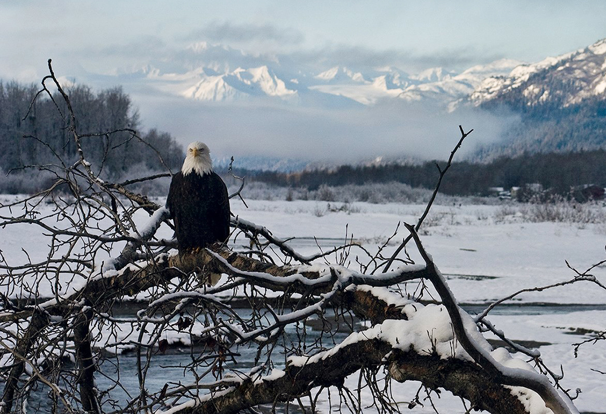 Bald eagle suspected in Alaska plane crash - Washington Examiner 