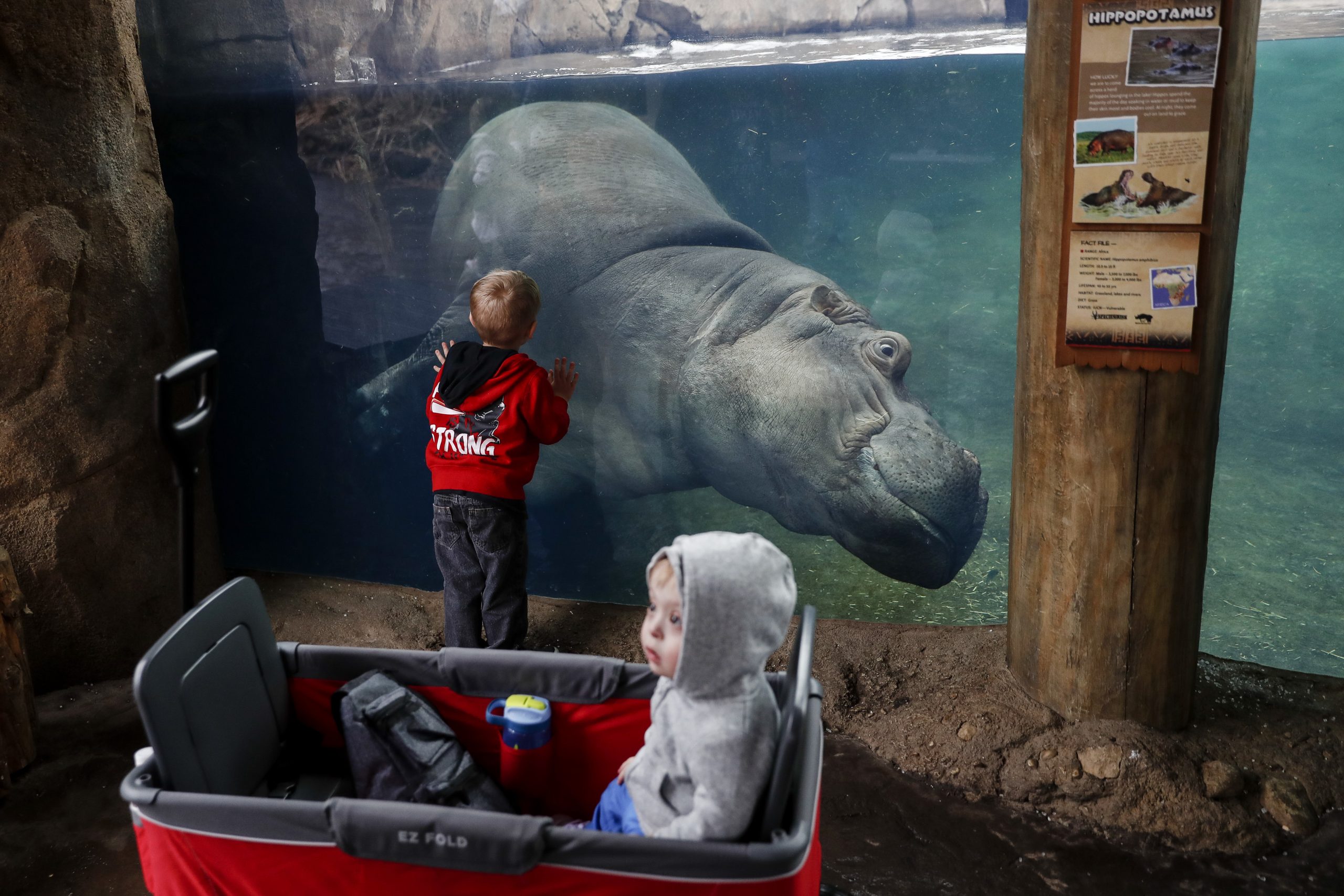 WATCH: Bibi the hippo is on birth watch at Cincinnati Zoo - Washington Examiner