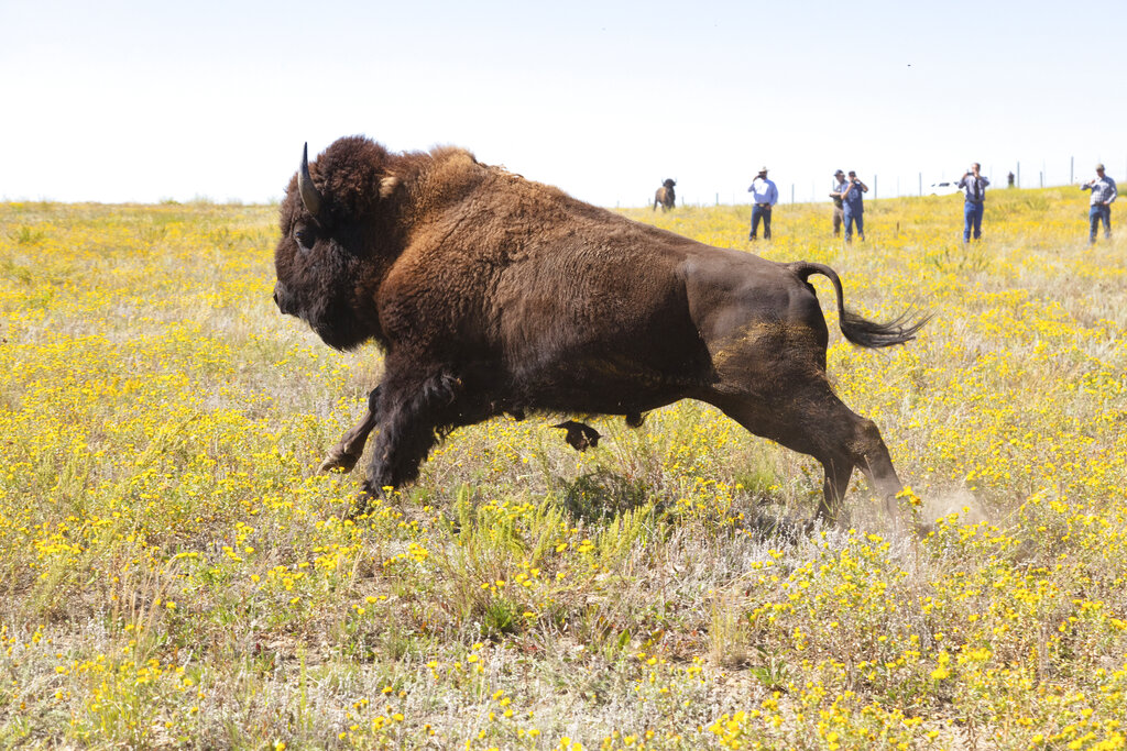 Woman gored and launched into the air by bison at Yellowstone