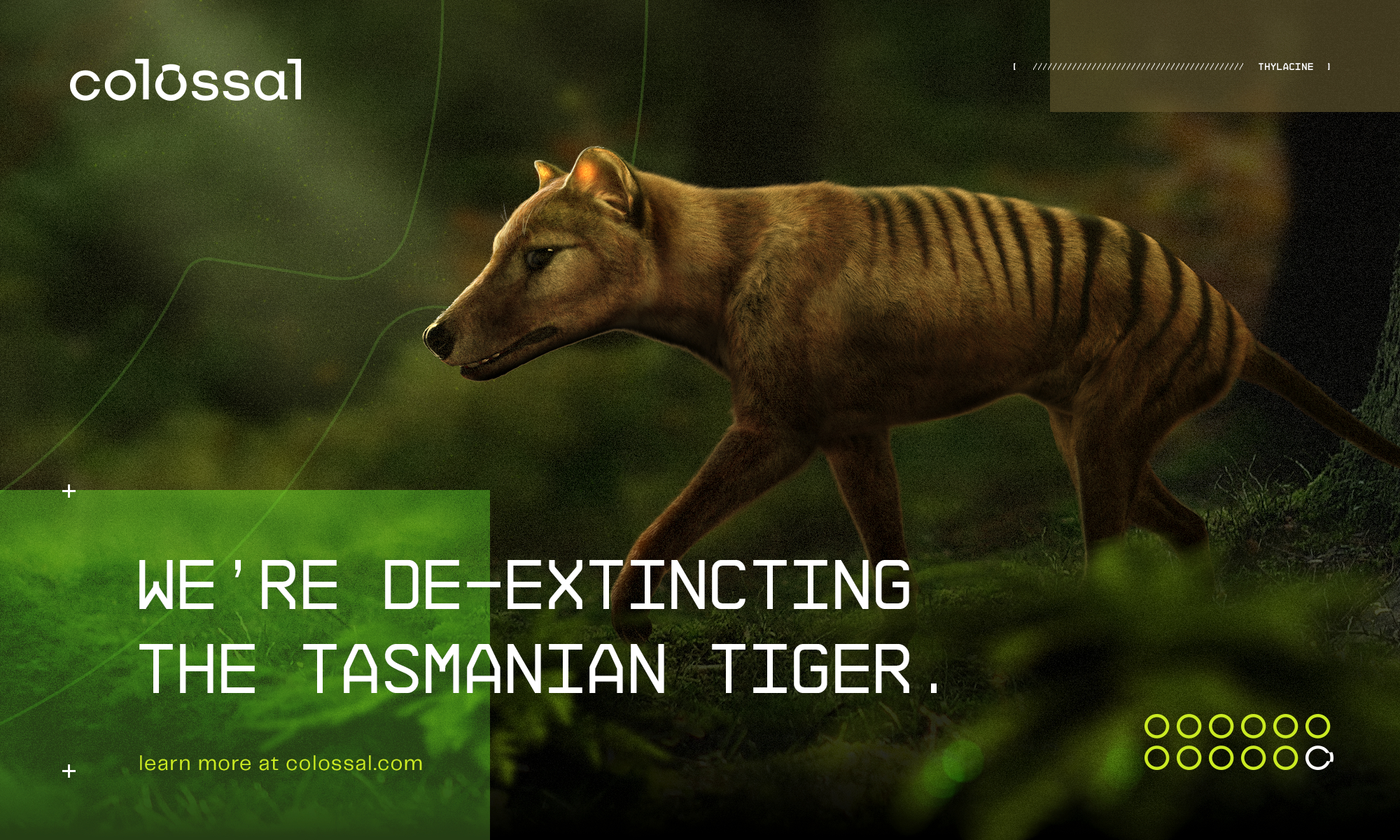 Scientists announce plans to resurrect extinct Tasmanian tiger 