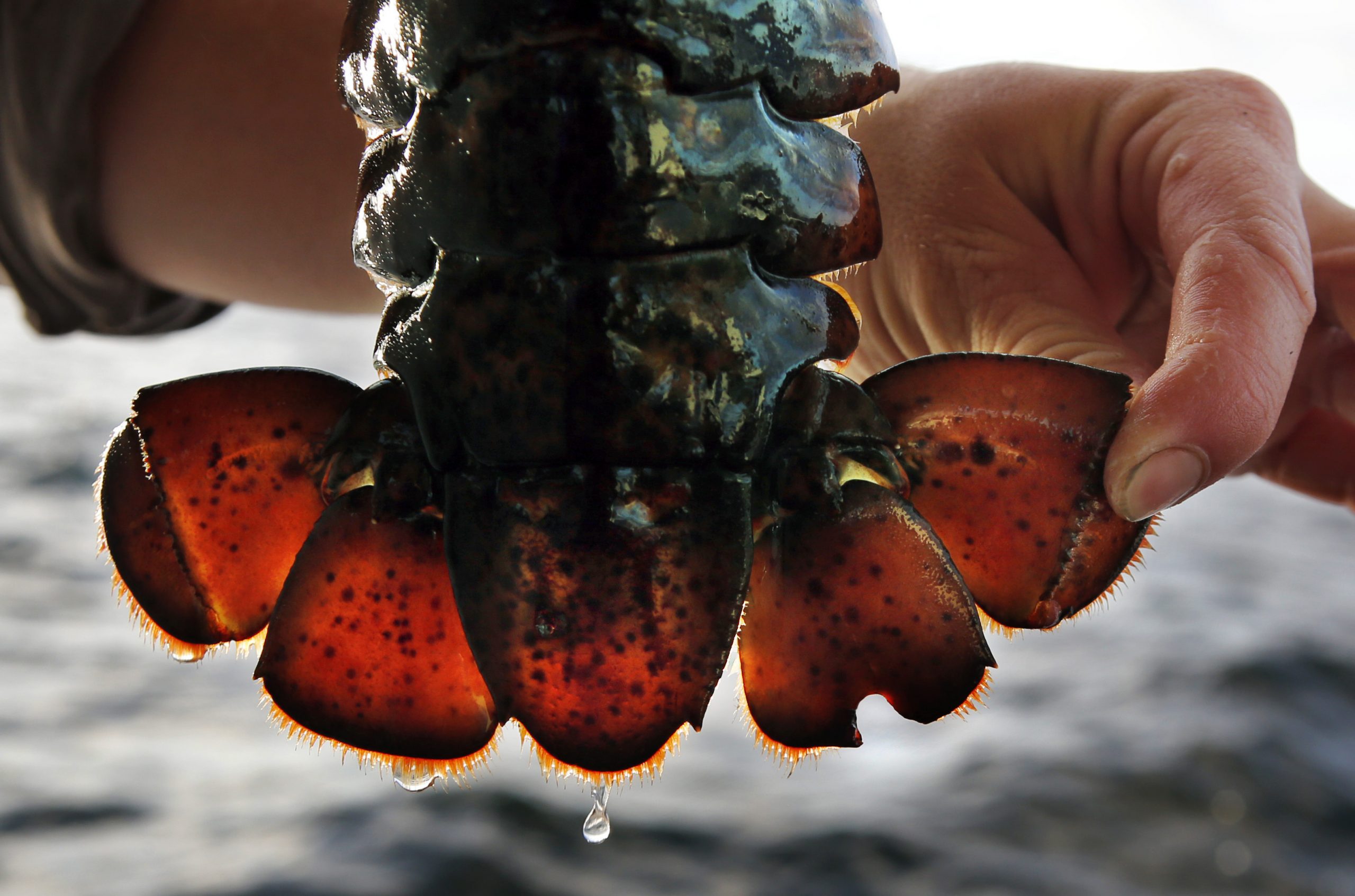 NextImg:Maine lobstermen sue over federal monitor requirements