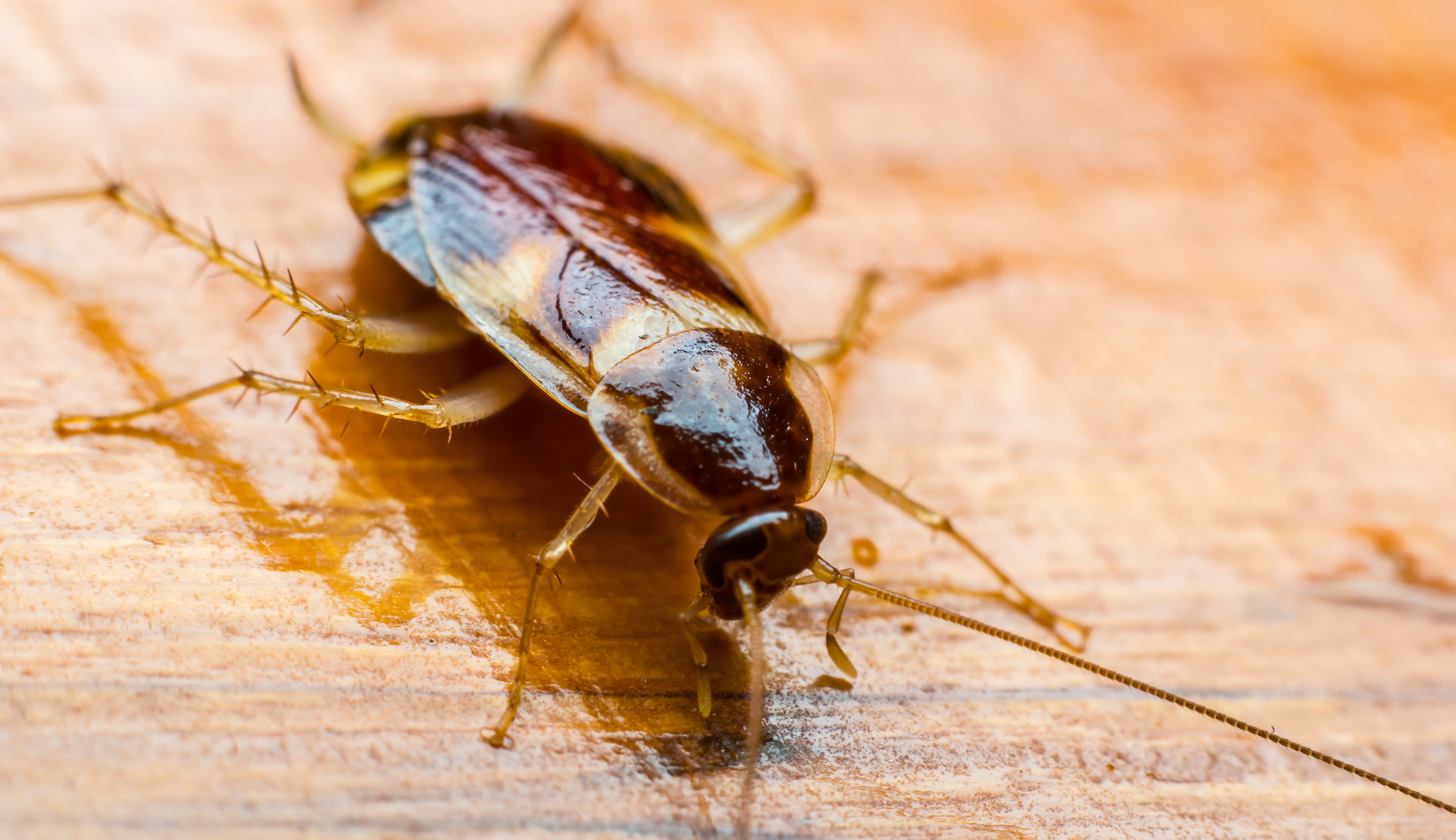Pest Control Company Offering 2000 To Release 100 Cockroaches In Your Home Washington Examiner