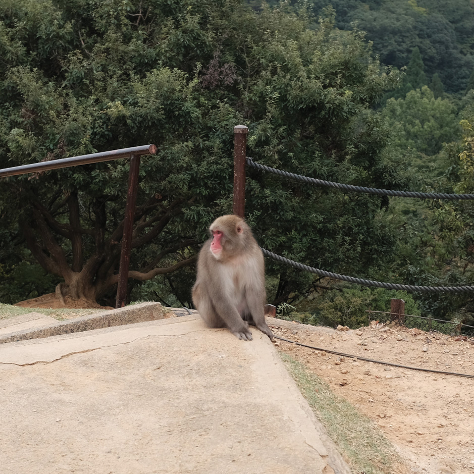 Monkeys Seen Washington Examiner