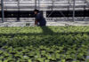 In this photo taken Thursday, Aug. 14, 2014 biotech greenhouse associate specialist Derek Haynes replaces tobacco plants in the greenhouse following examination at Medicago USA, Inc. in Research Triangle Park, N.C. (AP Photo/Gerry Broome)