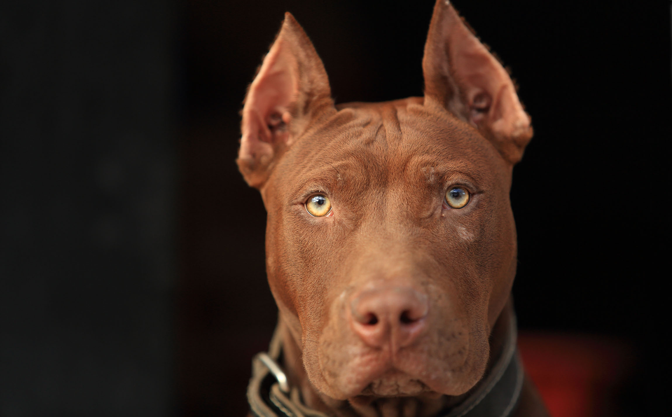 Court Police can shoot dog if it moves or barks when cop enters home