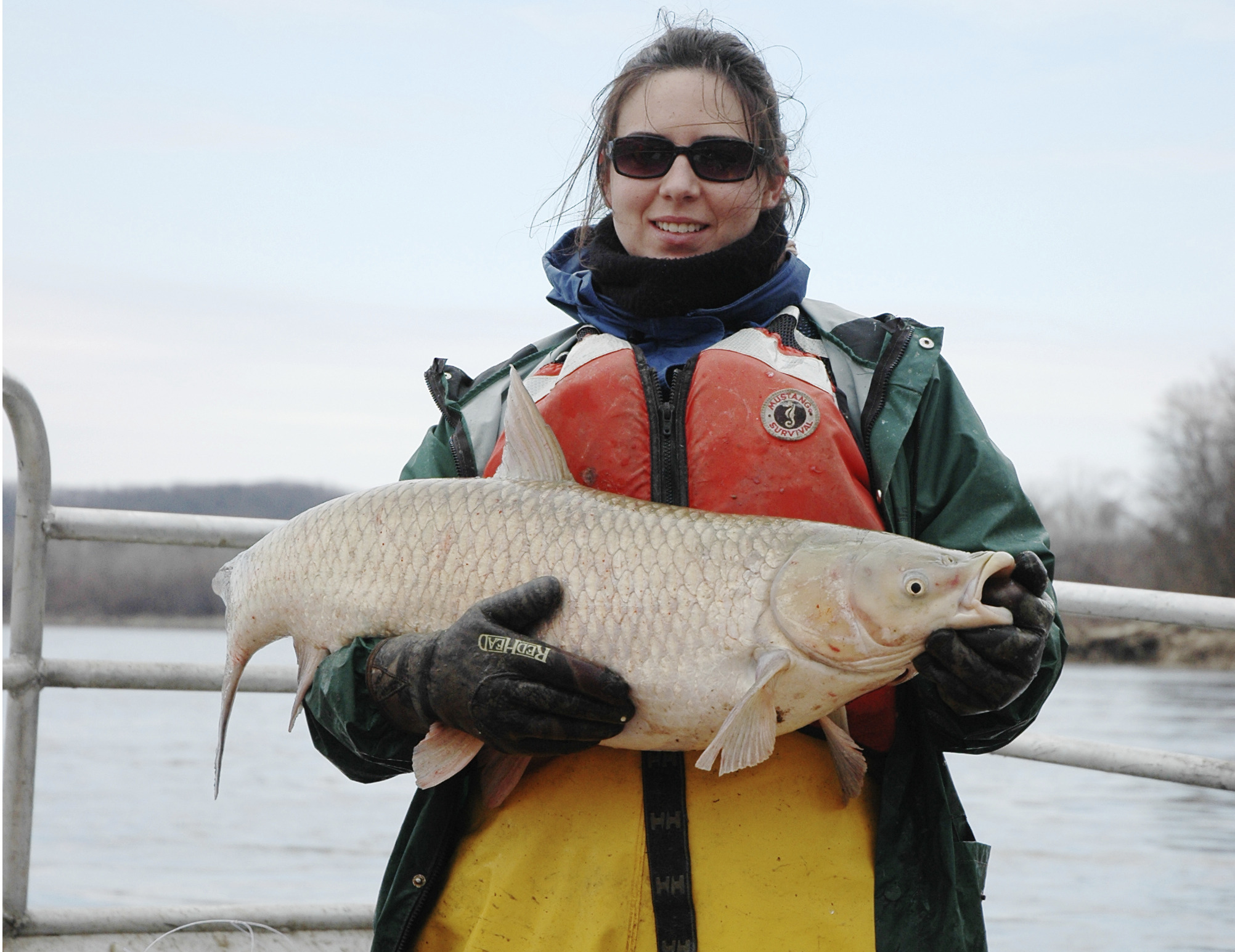 Asian carp reproduce in Great Lakes watershed Washington Examiner