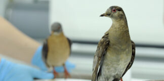 This photo taken June 16, 2014 shows scientists preparing Martha, right, an extinct passenger pigeon, at the Smithsonian's Natural History Museum in Washington.