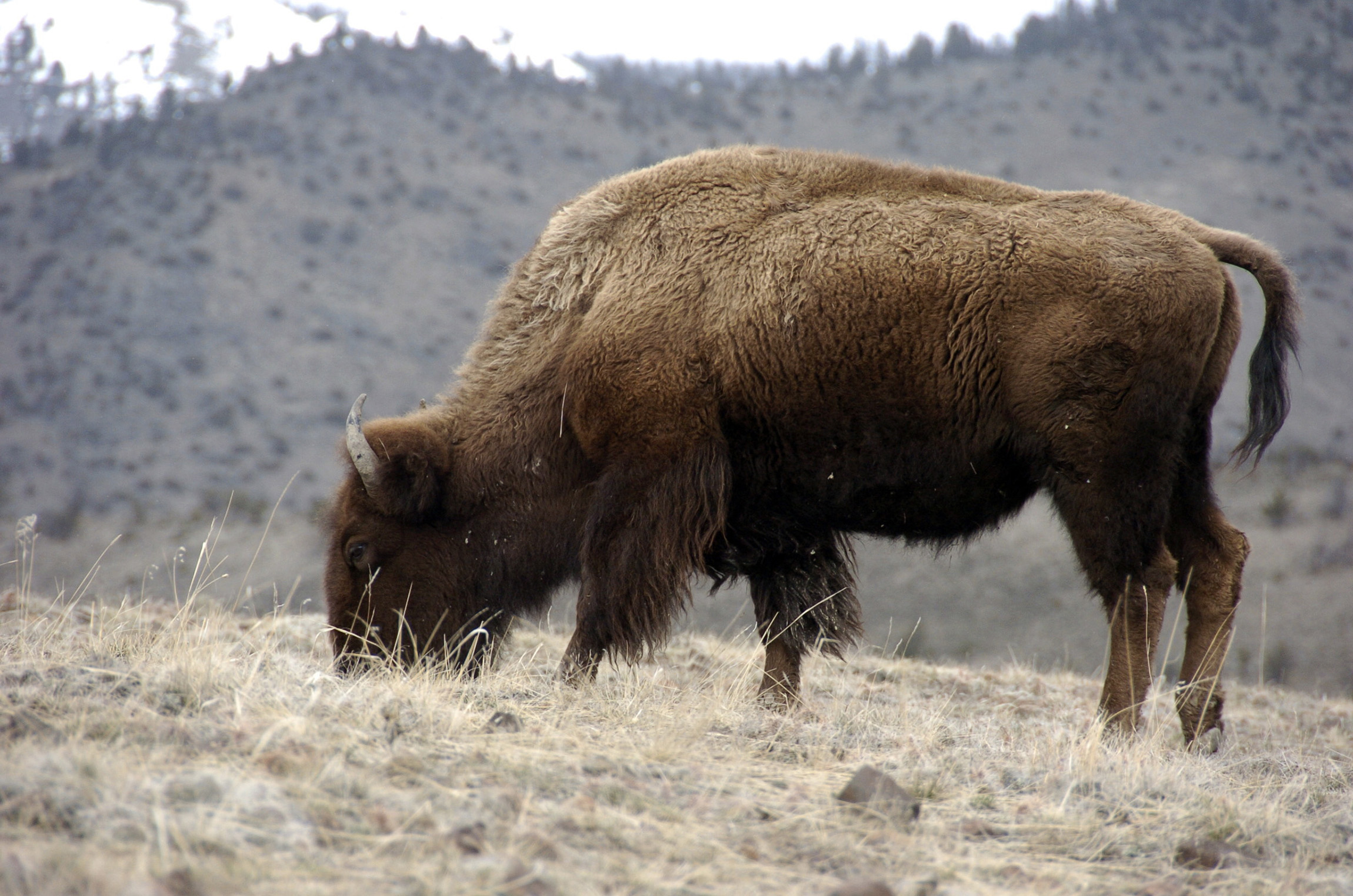NextImg:The Endangered Species Act is flawed, there is now a road map to fix it