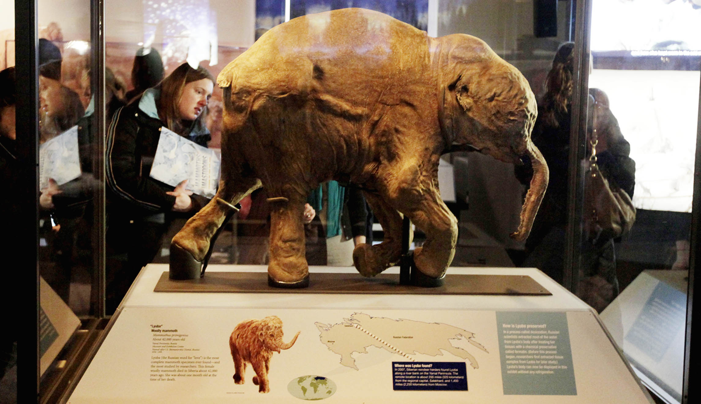 Woolly mammoths, unlike whangdoodles, should stay extinct - Washington ...