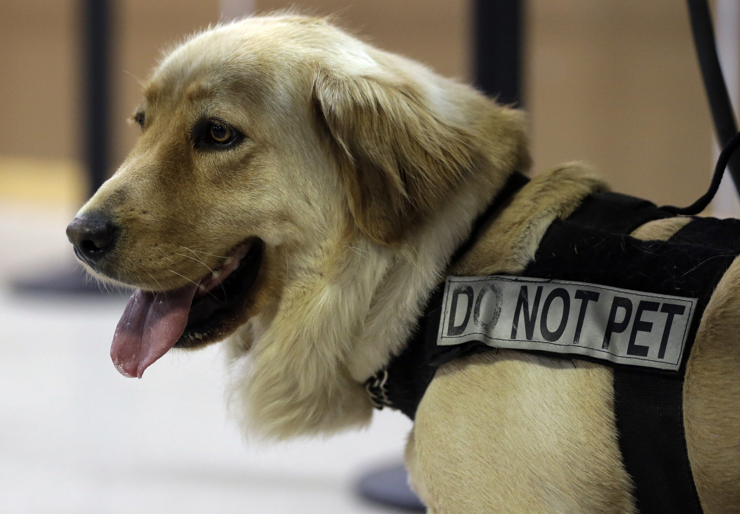 TSA unveils canine calendar for 2024 Washington Examiner