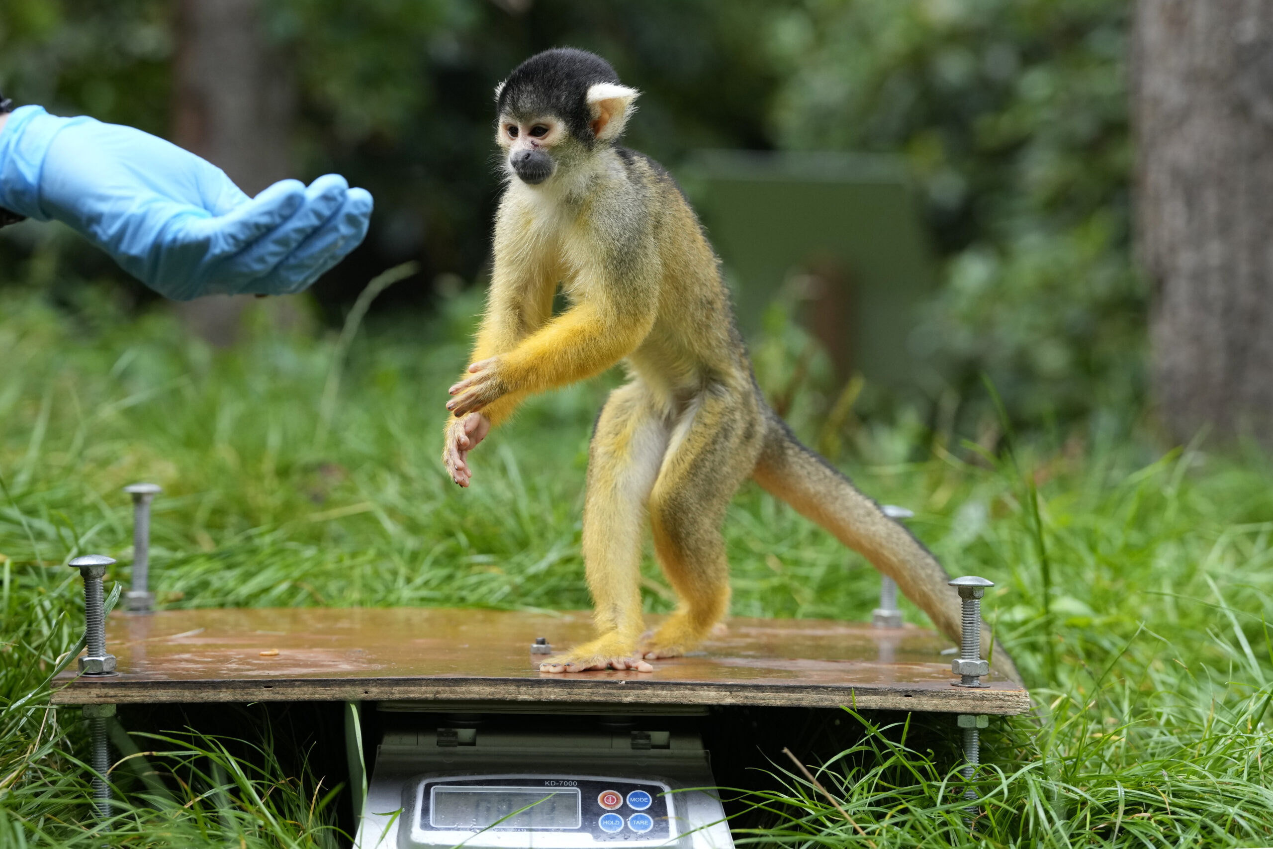 FDA closes largest primate lab to save hundreds of monkeys and millions of dollars Washington