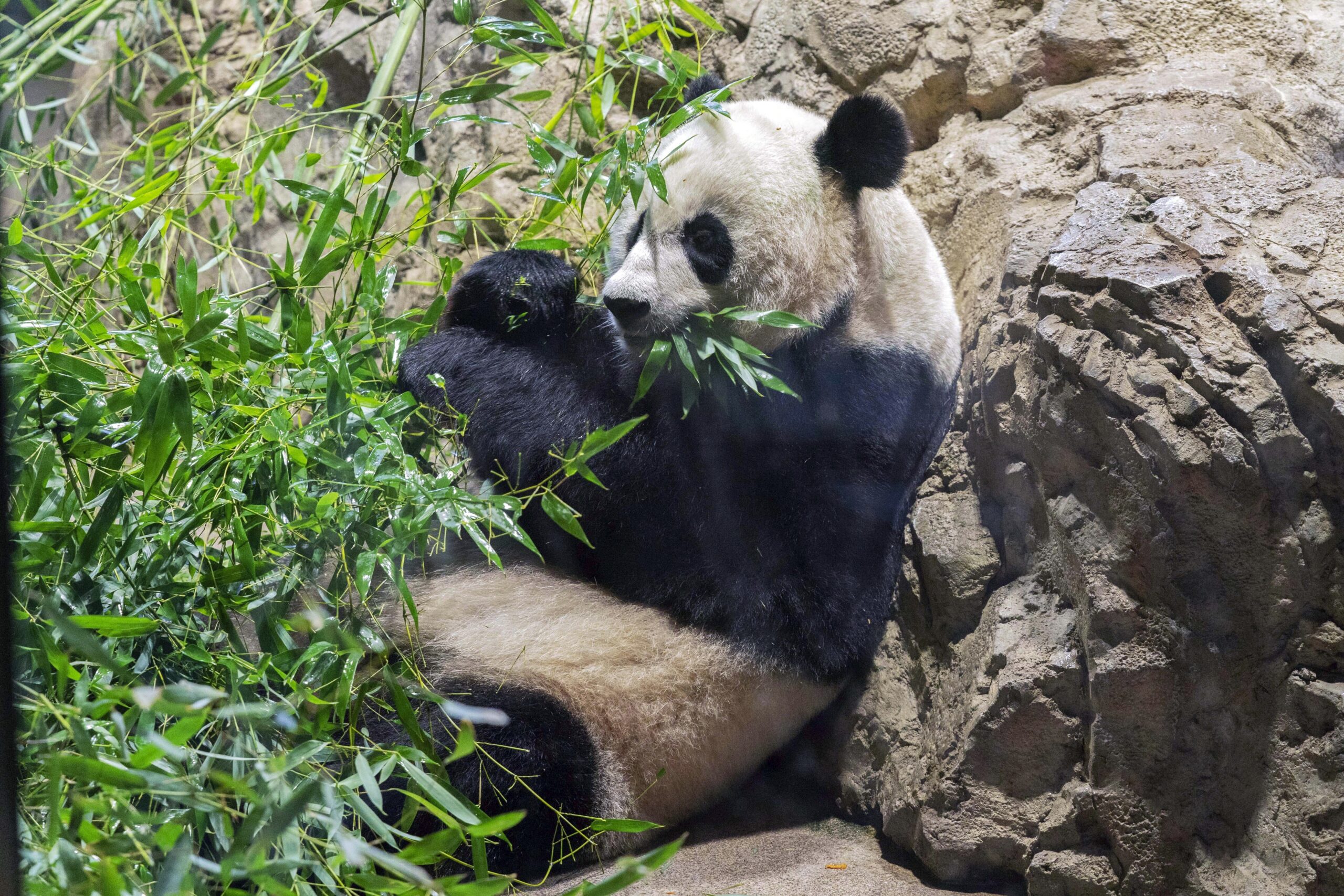 The Science Behind Giant Panda Veterinary Care  Smithsonian's National Zoo  and Conservation Biology Institute