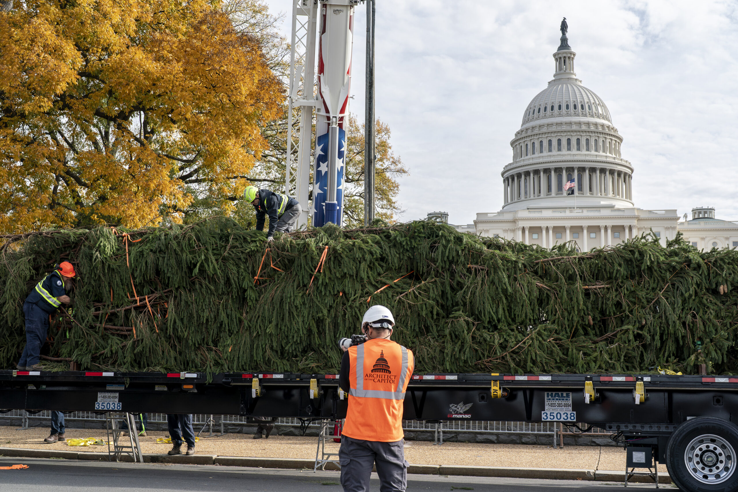 Capitol Christmas tree arrives in Washington Washington Examiner