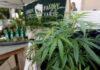 The legalization of cannabis in several states has created a host of complicated issues for employers because its use is still illegal under the Controlled Substances Act. Applying federal laws like the Americans Disabilities Act or the Occupational Safety and Health Act to workers who use medical marijuana can create all sorts of novel problems. (AP Photo/Damian Dovarganes, File)
