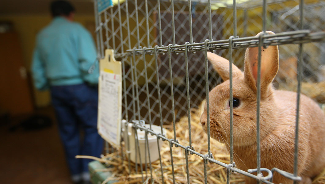 New viral outbreak killing thousands of wild rabbits Washington Examiner