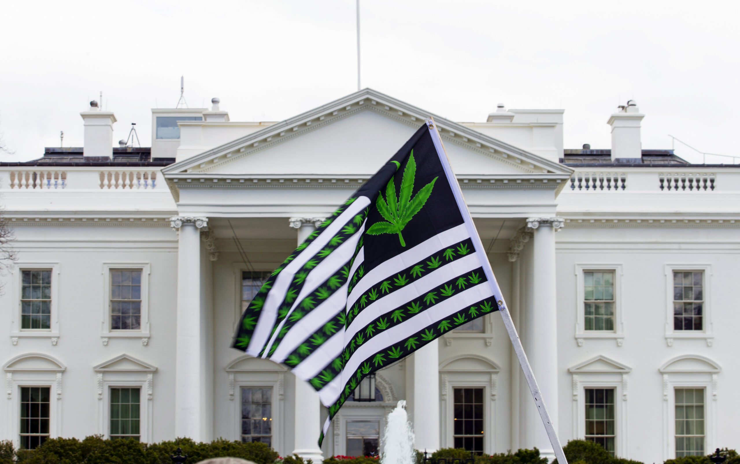 NextImg:Politicians want to legalize marijuana, the drug just linked to strokes and heart attacks - Washington Examiner