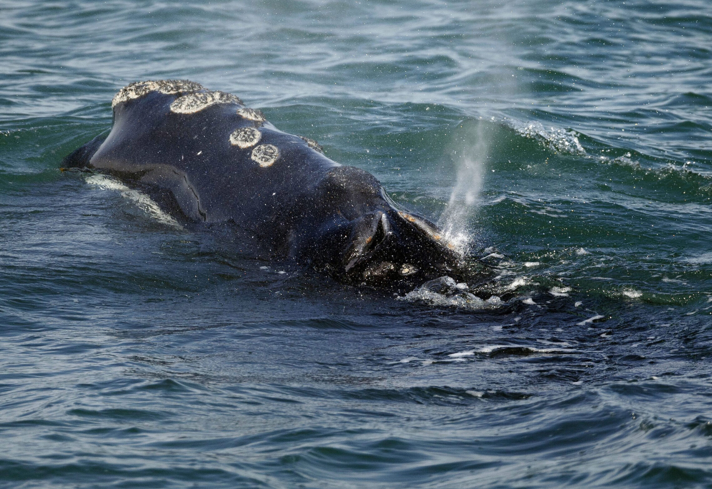 NextImg:Endangered right whales at risk from Biden energy push have new lifeline