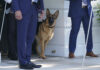 President Joe Biden's dog Commander watches from the doorway of the White House as Biden boards the Marine One helicopter, Saturday, June 25, 2022. 
