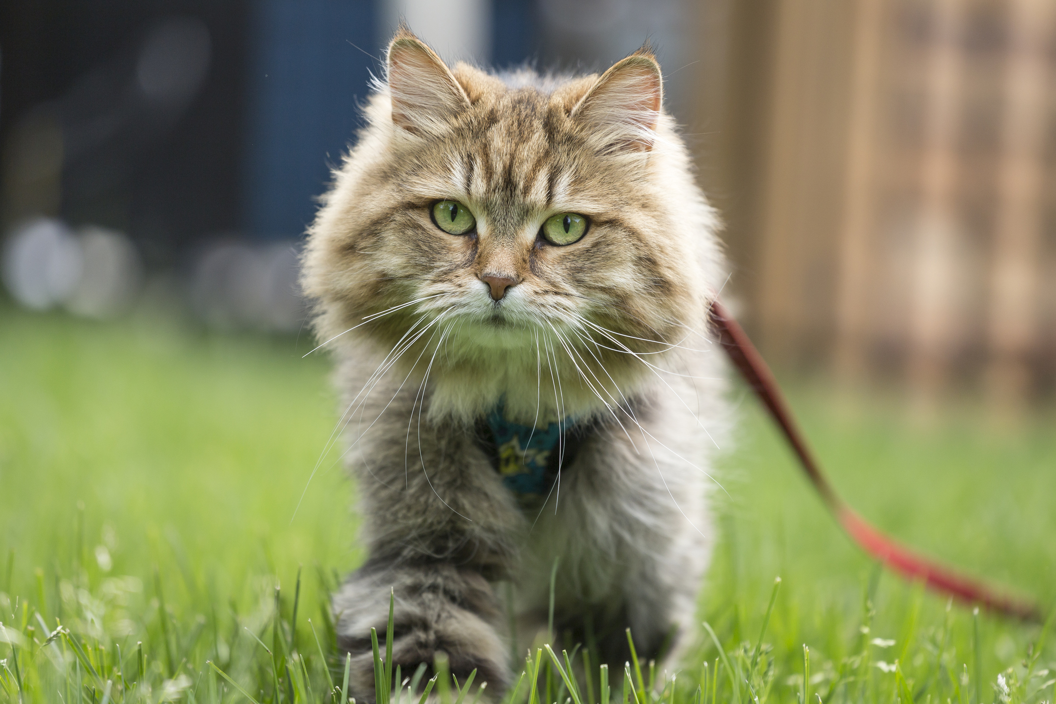 NextImg:North Carolina town fines owners for cats without a leash