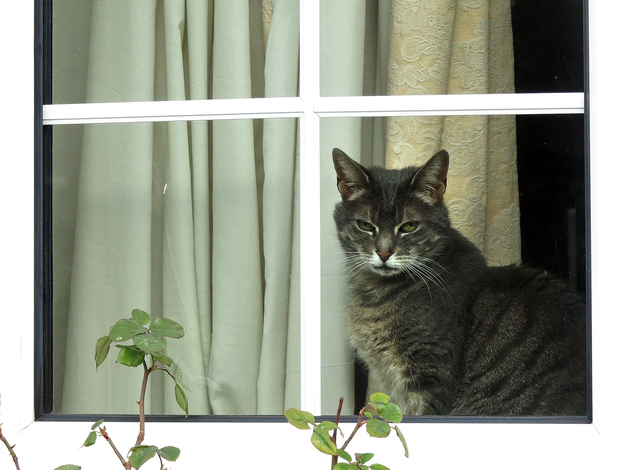 NextImg:Oregon human plague case likely came from domestic cat