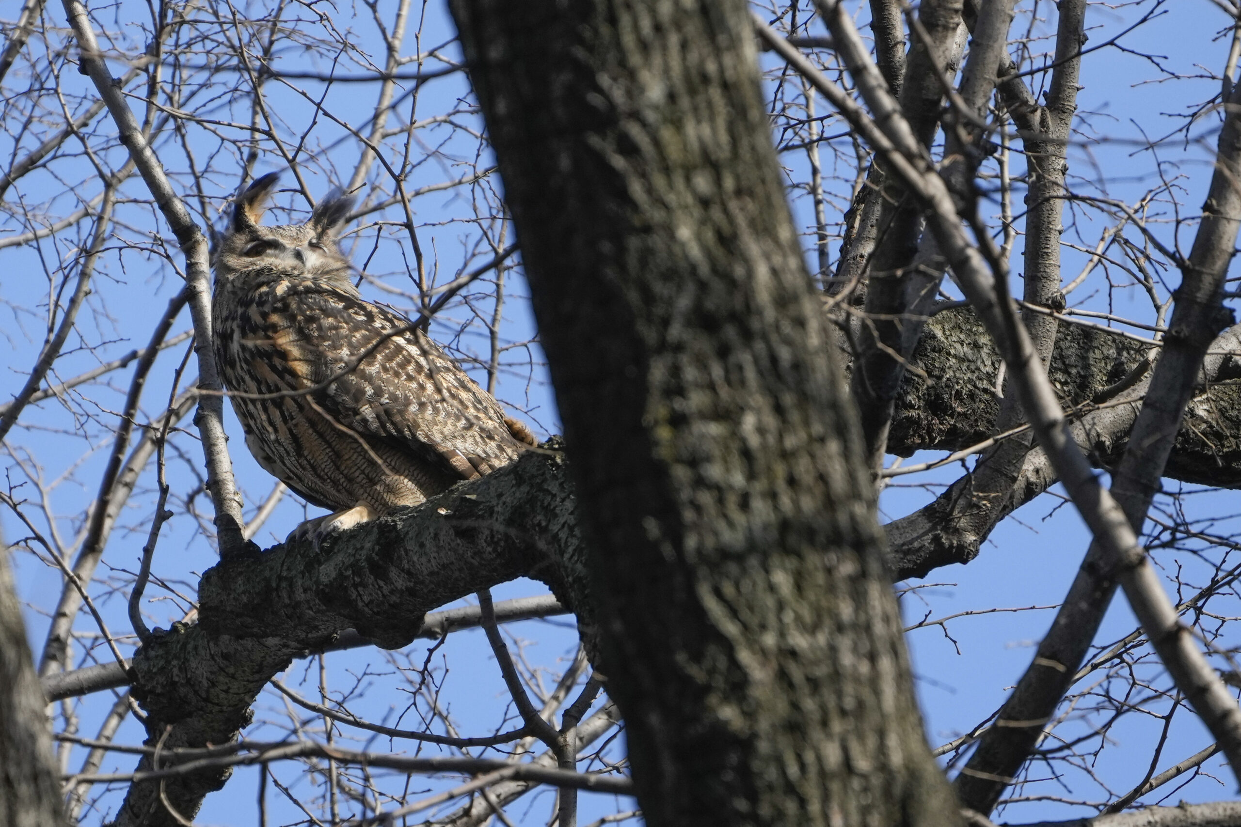 NextImg:Death of famed Flaco the owl brings zoologists to investigate possible causes - Washington Examiner