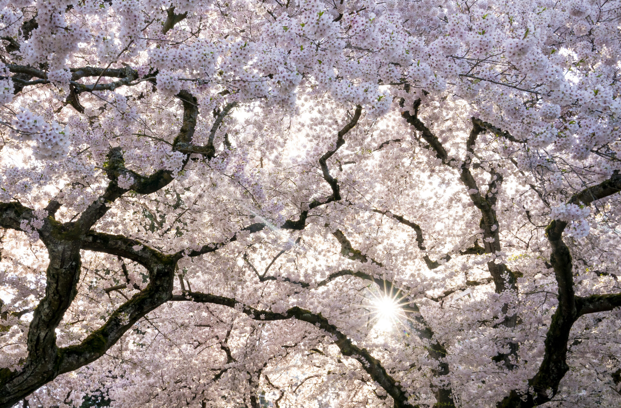 NextImg:Cherry blossom peak bloom: When will the flowers be picture-perfect in DC - Washington Examiner
