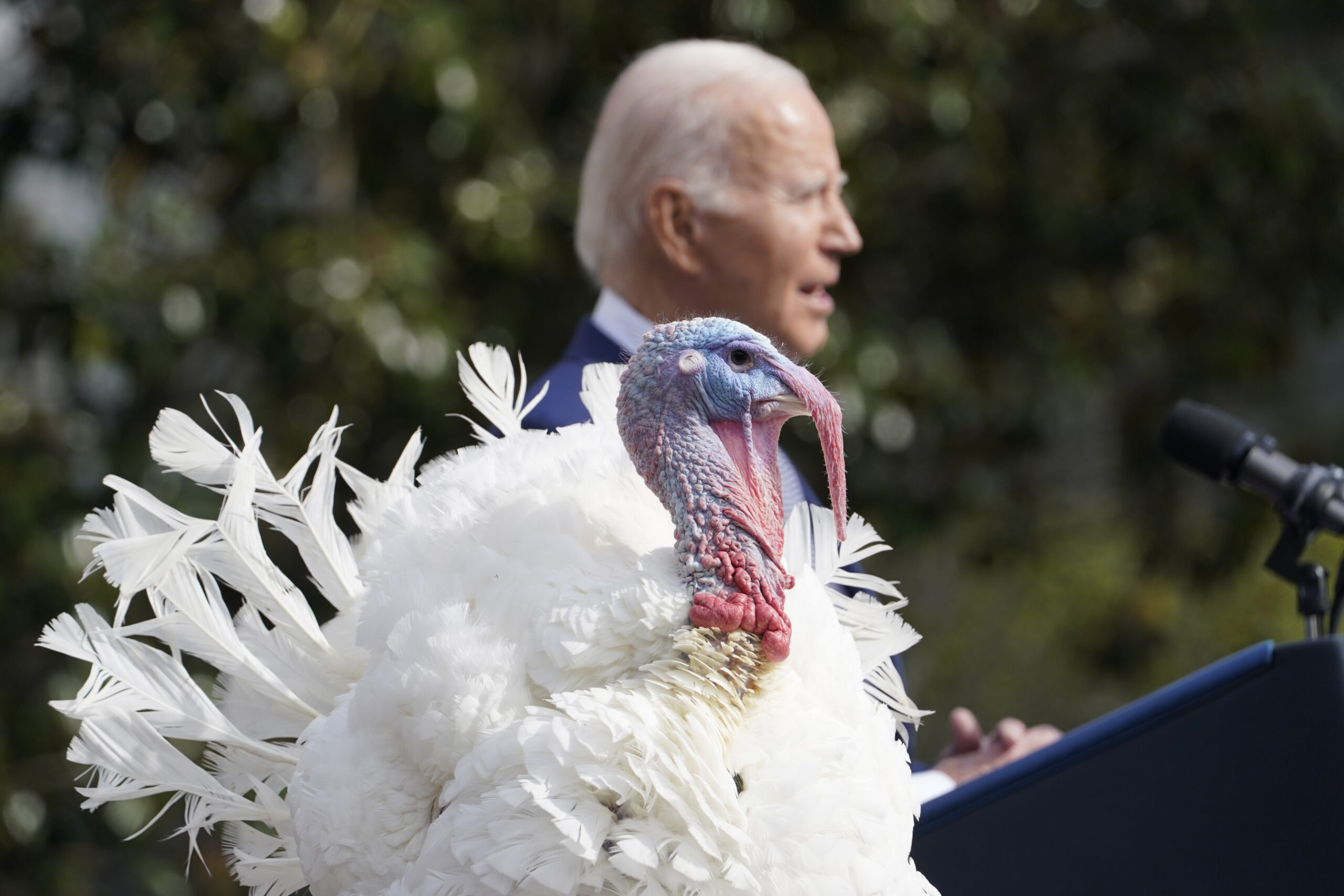 NextImg:Boston suburb spends leftover pandemic funds on turkey art - Washington Examiner