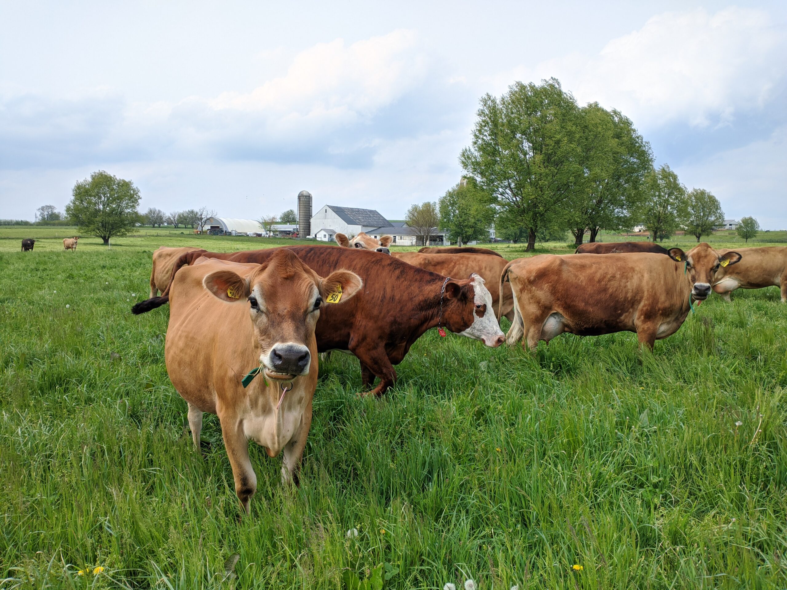 Raw dairy farm raid sparks freedom of food consumption debate