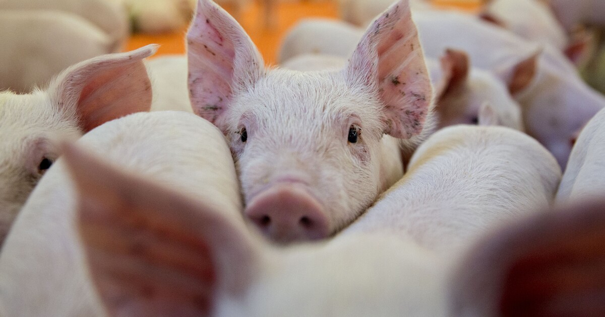 NextImg:Illinois pork farmers say California mandates could cause urban food insecurity - Washington Examiner