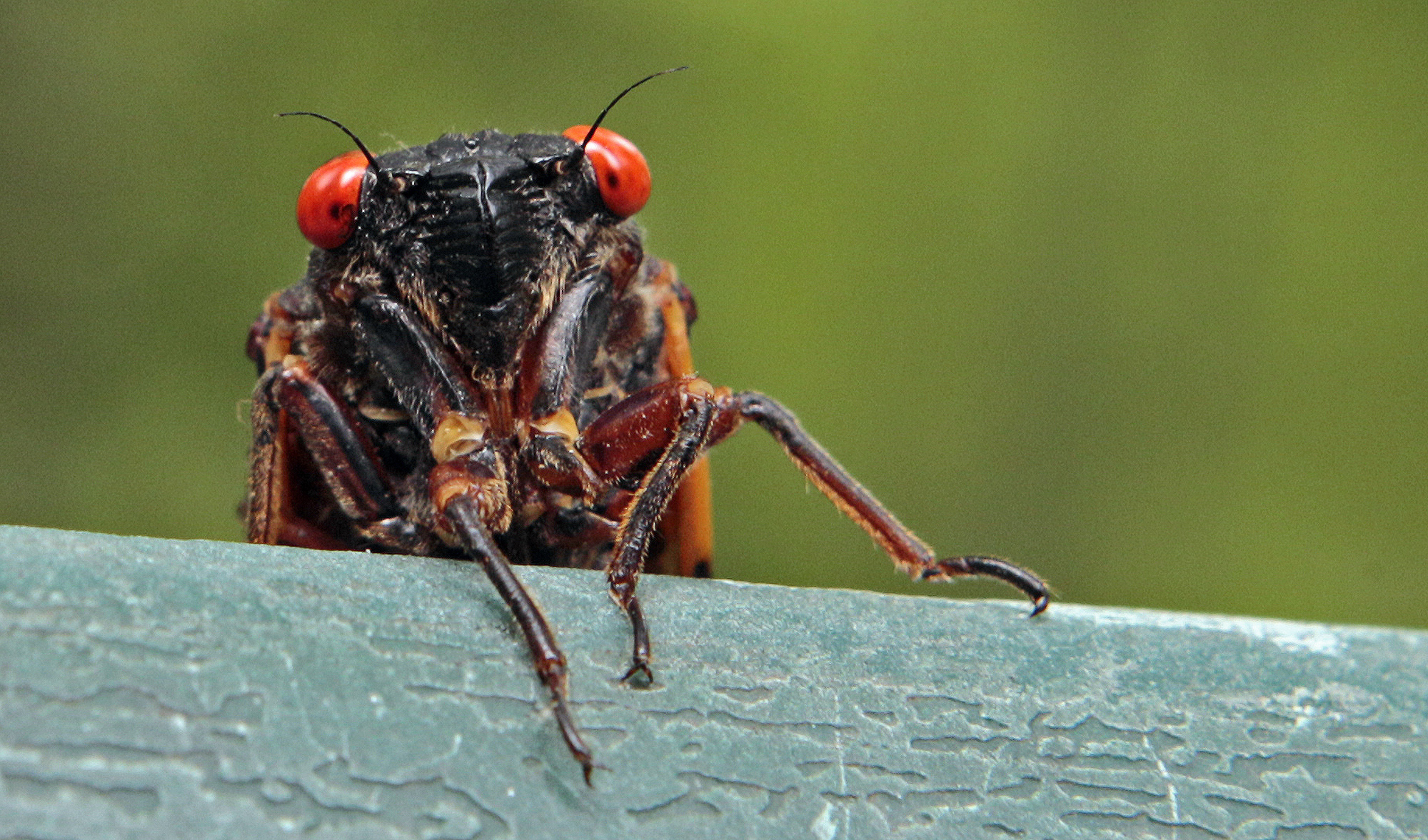 NextImg:Double trouble: Billions of cicadas are set to emerge this spring from a rare double brood - Washington Examiner