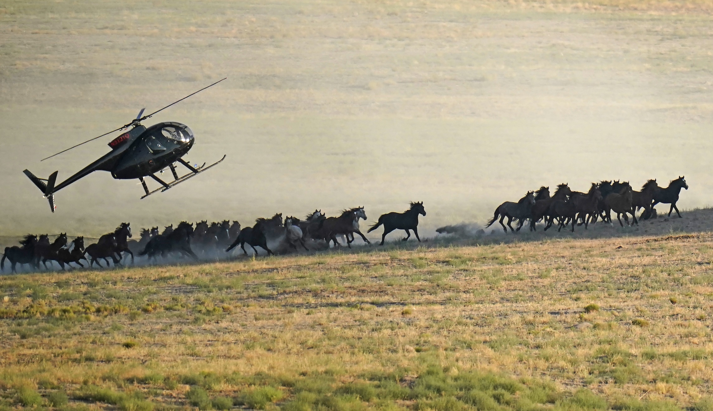 NextImg:Lawmakers want to drag authorities away from roundup of wild horses - Washington Examiner