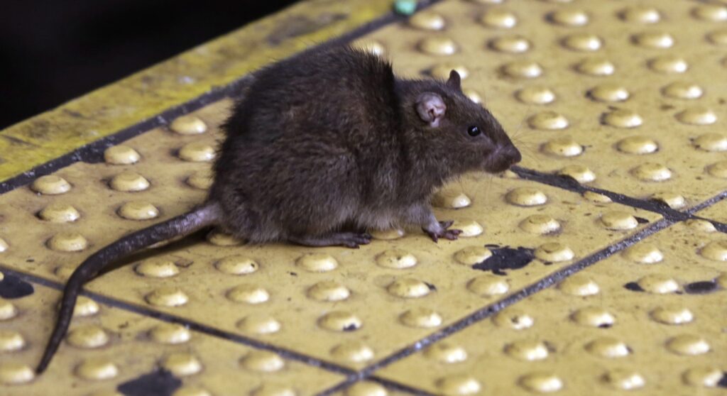 New Orleans police combat narcotic-addicted rodents at headquarters