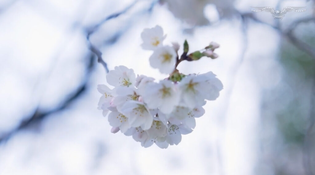 Rising temperatures shift peak cherry blossom bloom earlier