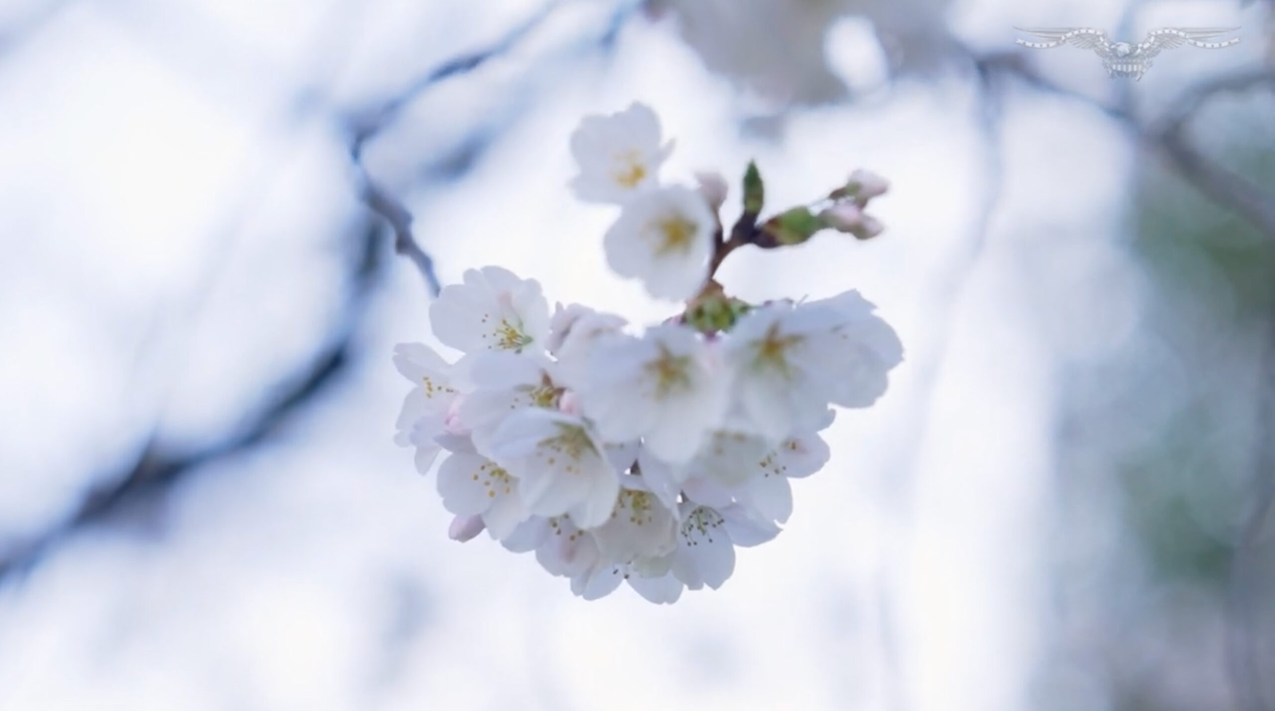 NextImg:Warmer weather changes cherry blossom peak bloom date