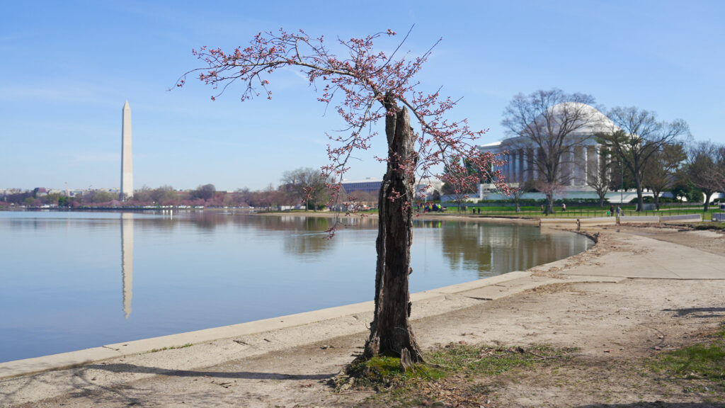 DC Cherry Blossoms Farewell: The Indomitable Legacy of Stumpy, the Resilient Tree