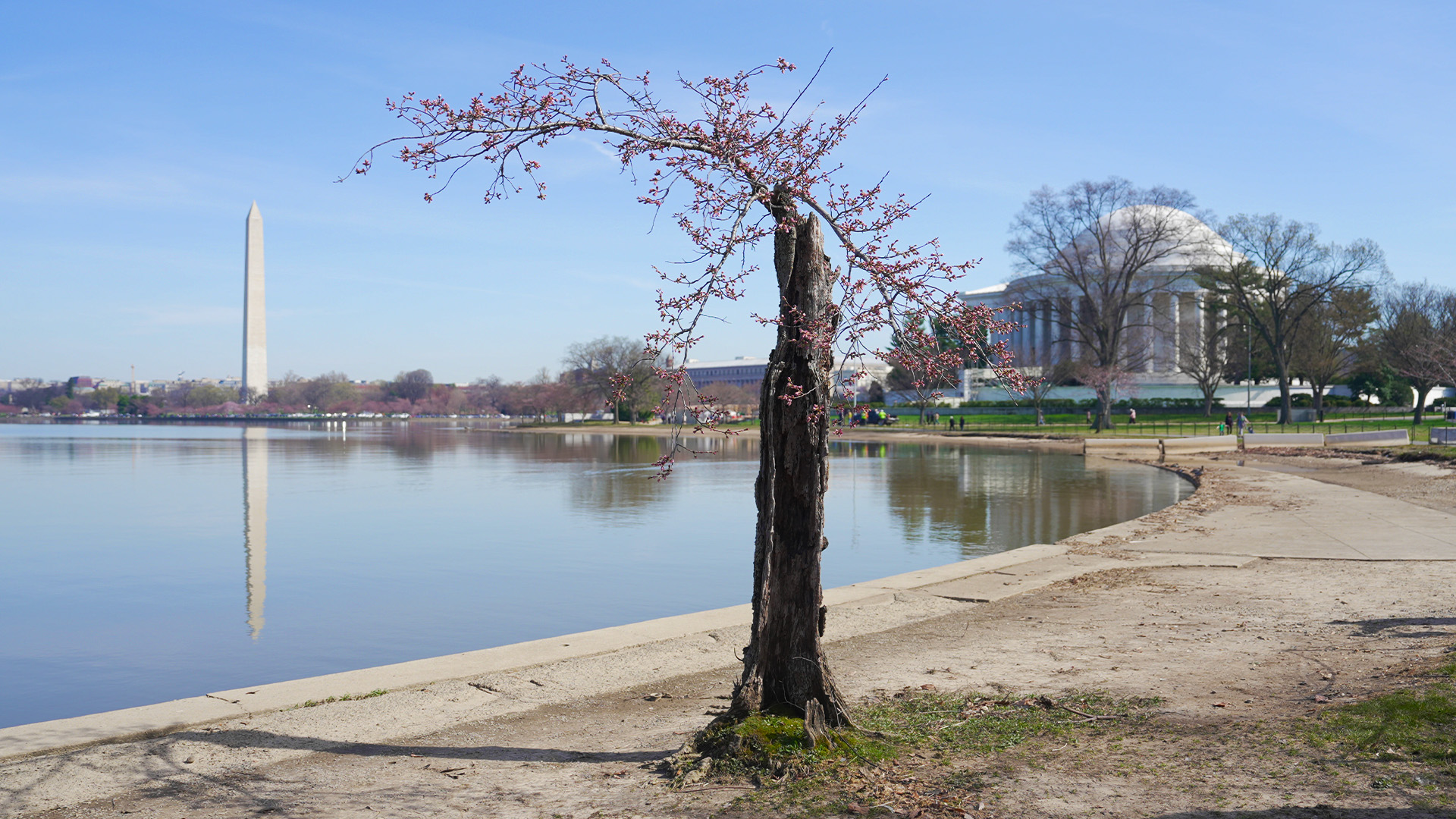 DC Cherry Blossoms: Saying goodbye to Stumpy, the tree that will not ...