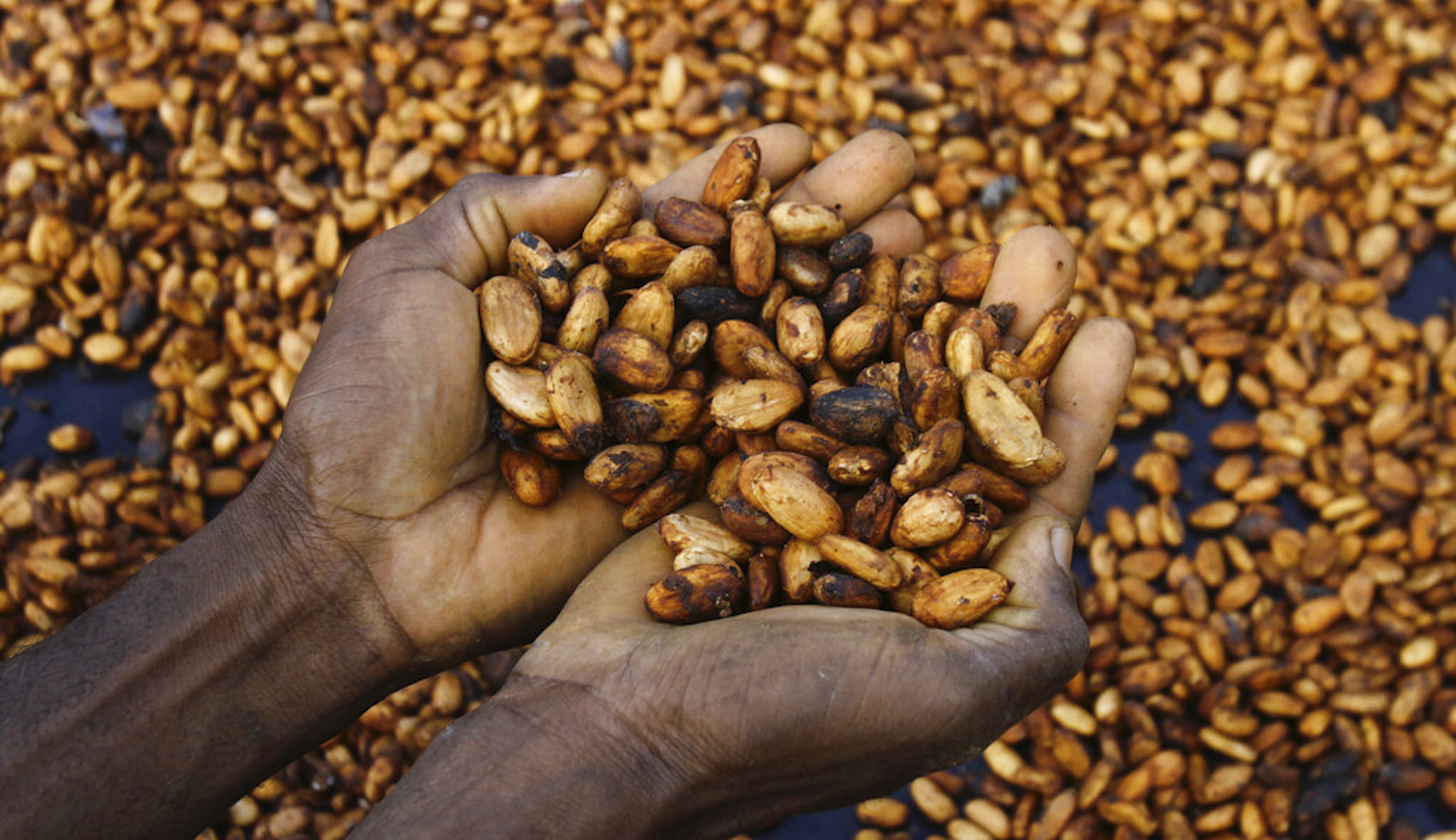 Record-setting spike in cocoa prices set to drive up cost of chocolate - Vimarsana News