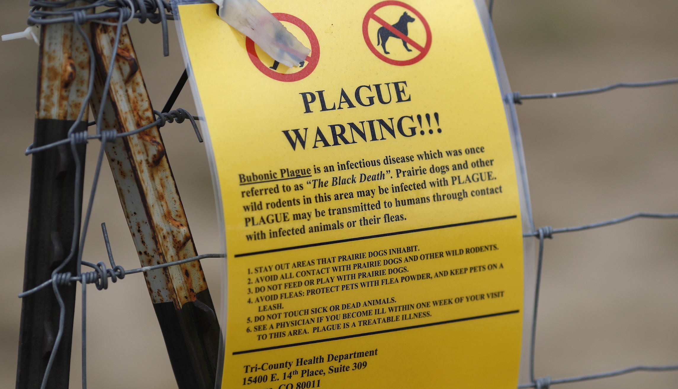 NextImg:New Mexico man dies of bubonic plague