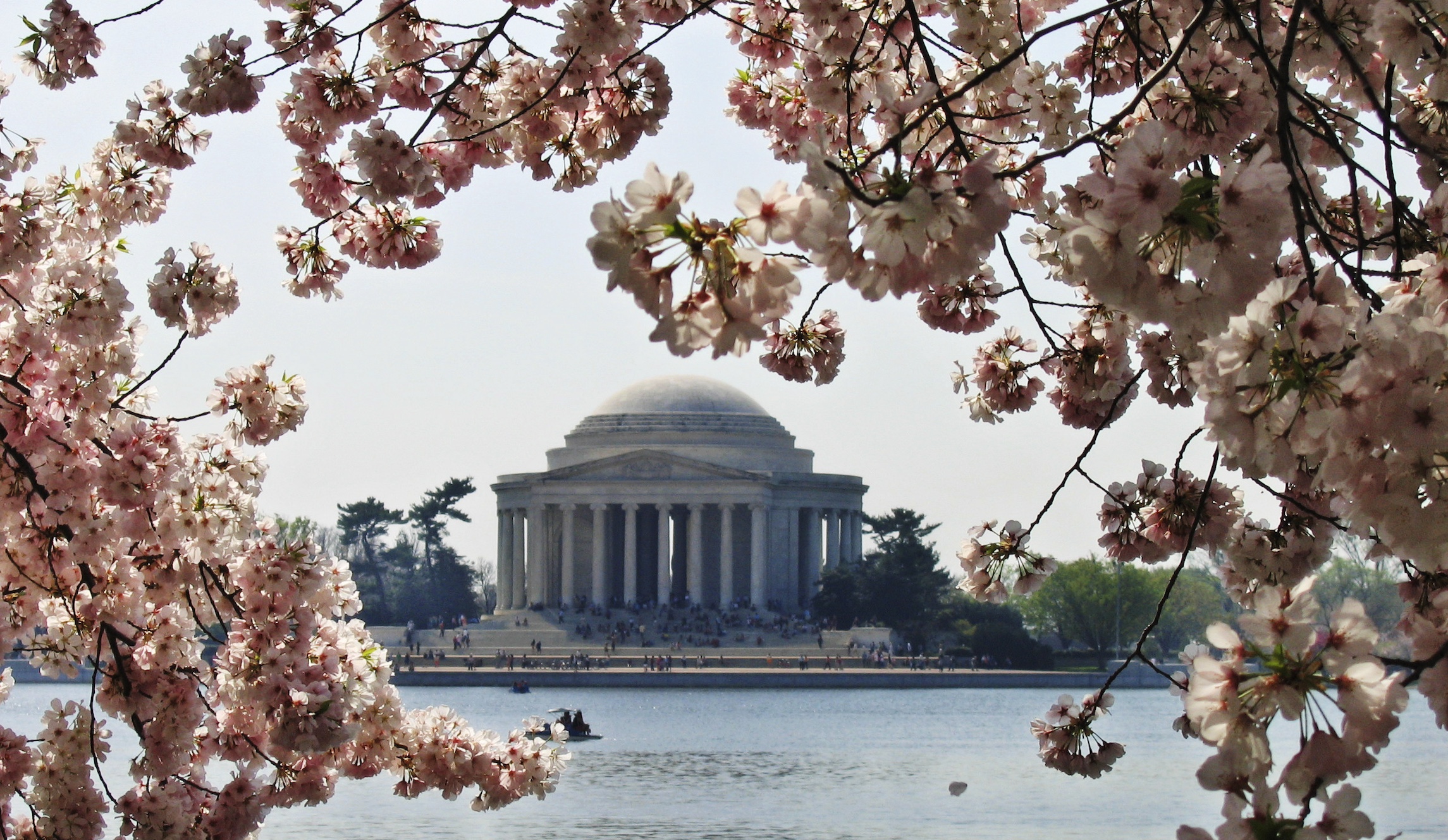 NextImg:More than 100 cherry blossom trees to be removed from Tidal Basin - Washington Examiner