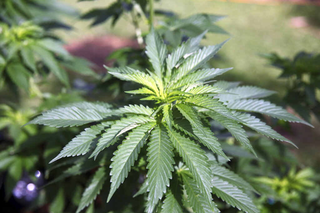 Supreme Court to Decide on RICO Lawsuit Against Marijuana Product Manufacturer