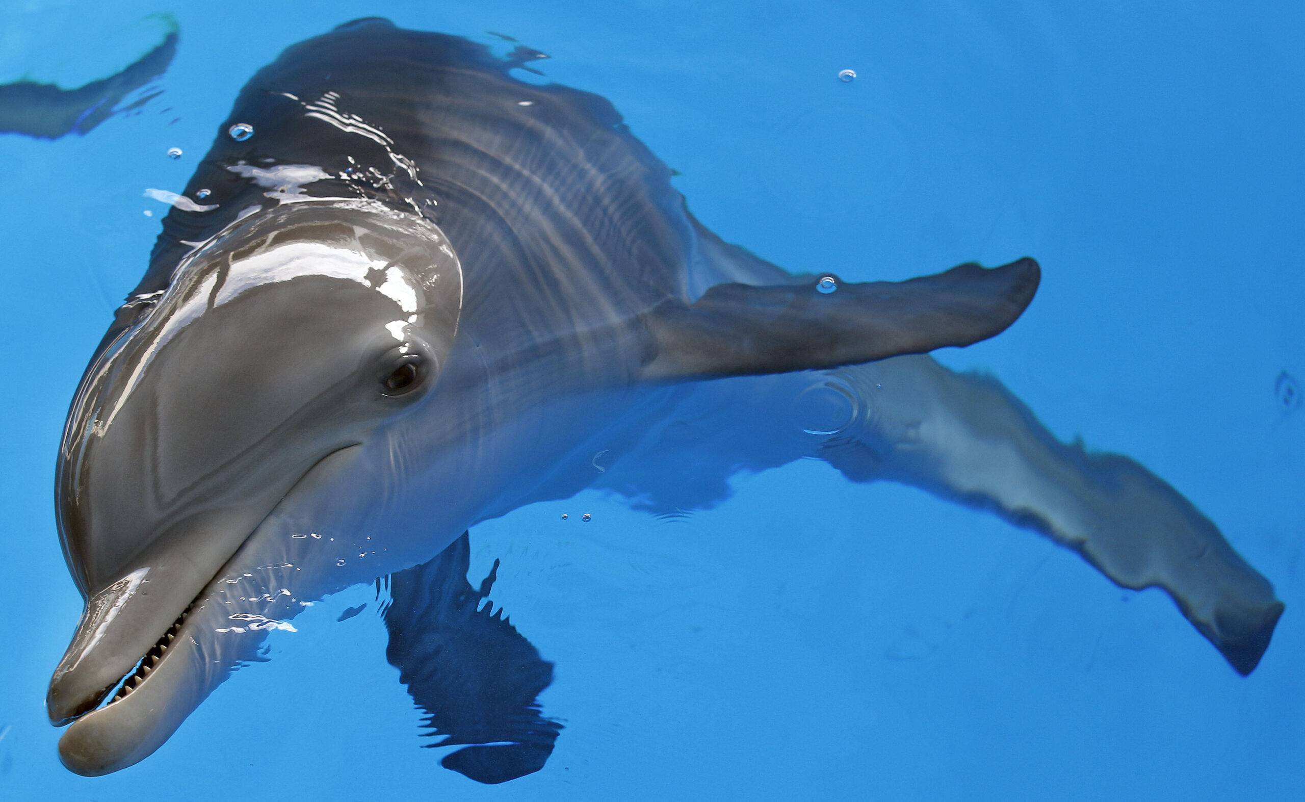 NextImg:Cash reward offered for information about dead dolphin riddled with bullets - Washington Examiner