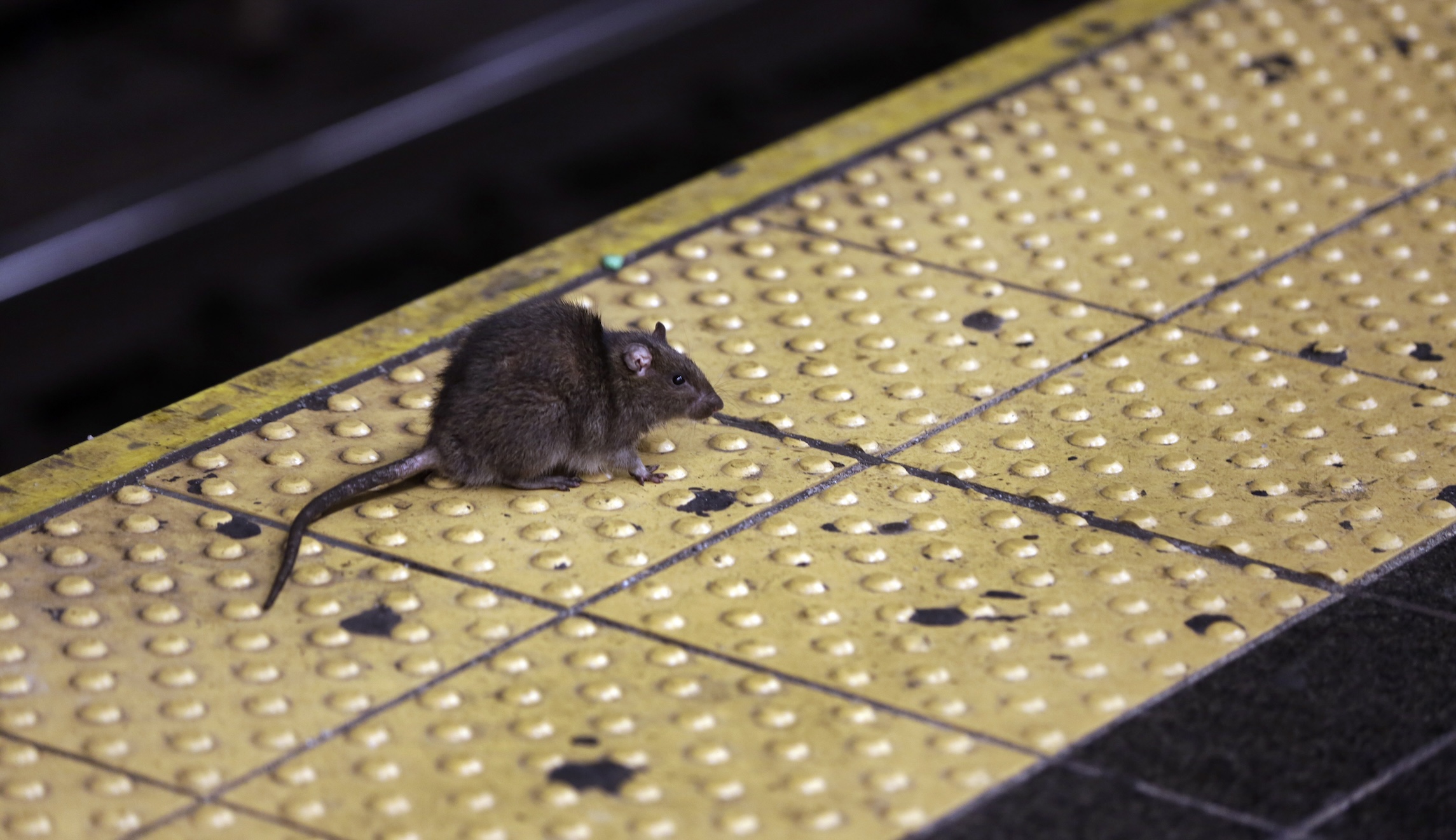 NextImg:Rat urine bacterial infection breaks records in New York City - Washington Examiner