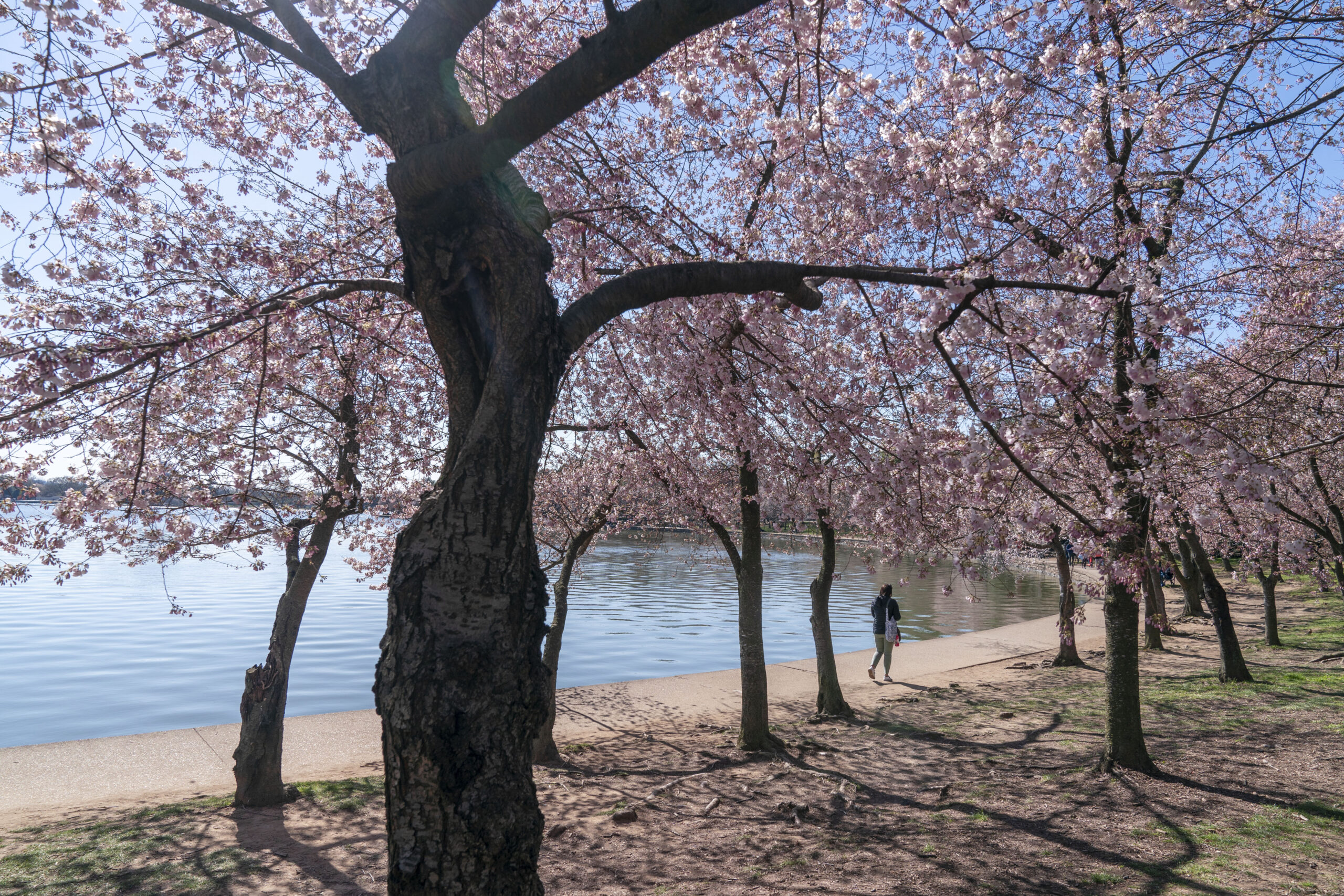 Japan Donates 250 Cherry Trees to Washington, D.C. Amid Construction Project – A Gesture of Friendship and Strength