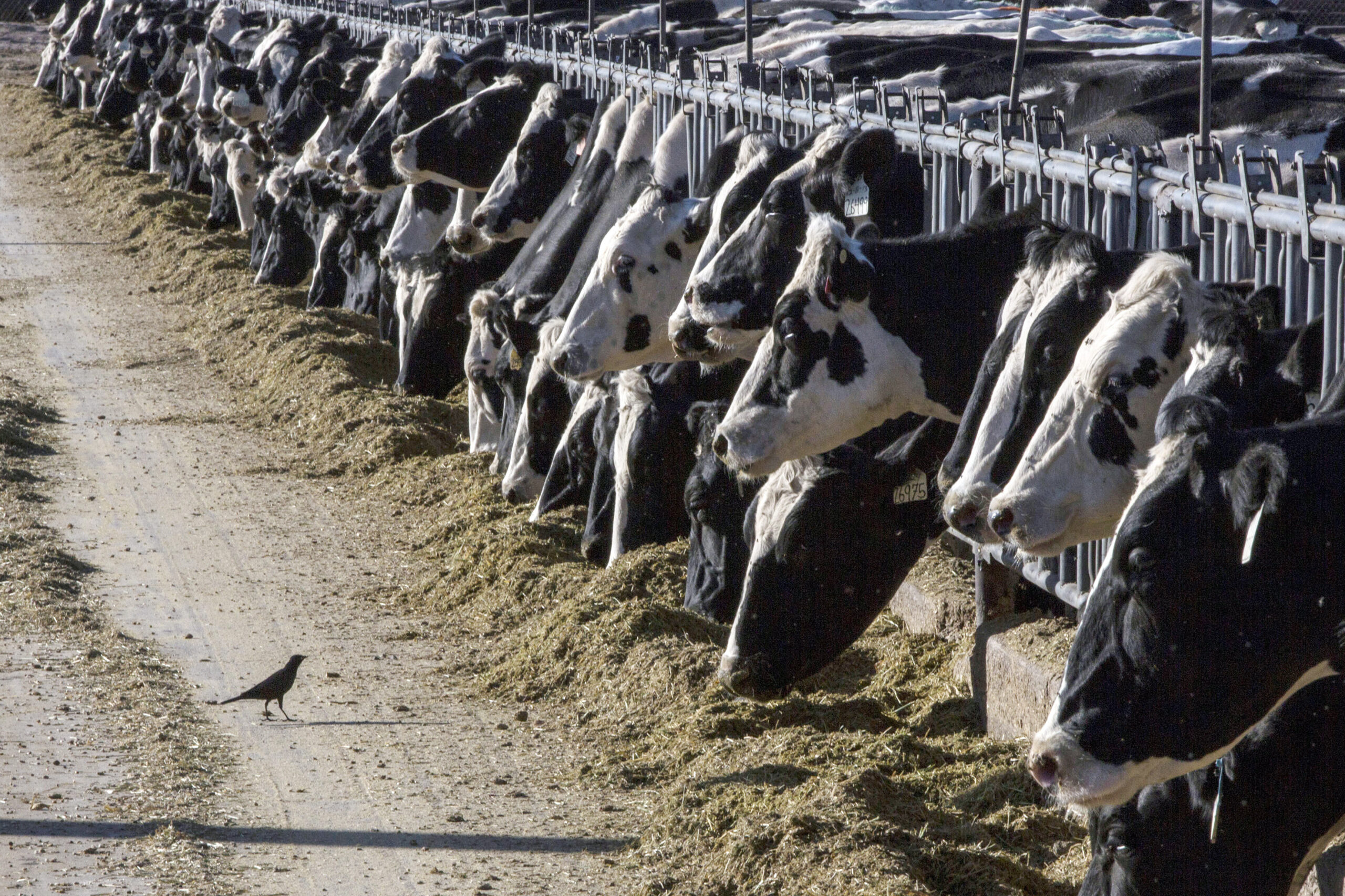 NextImg:Some congressional Republicans are falling for an animal rights con - Washington Examiner