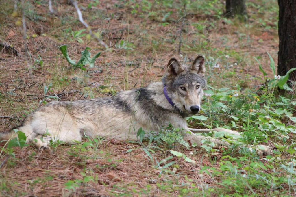House approves Boebert-led bill delisting gray wolf from endangered species list